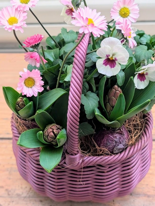 芽出し球根と春のお花の寄せ植えバスケット