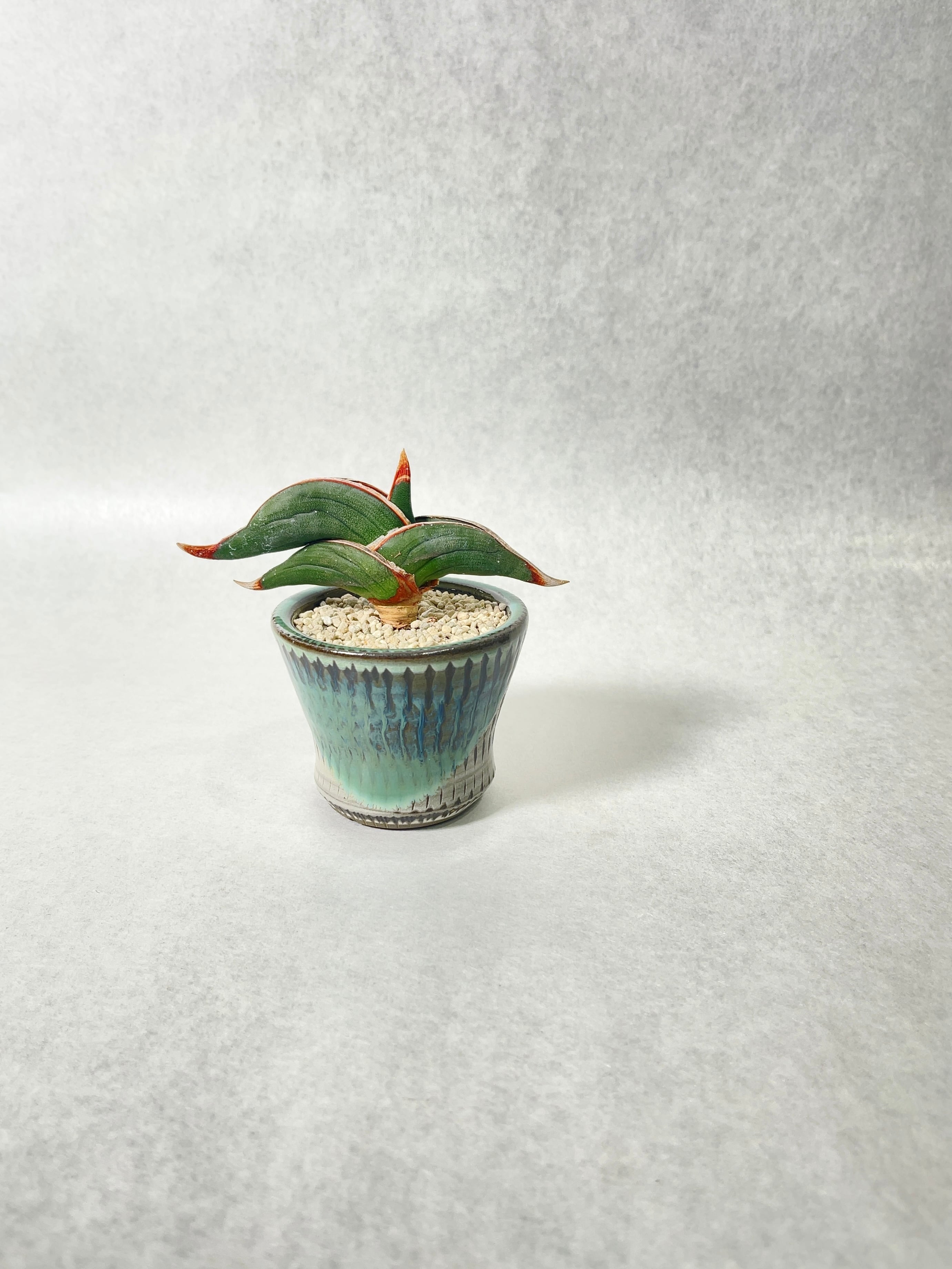 サンセベリア・ロリダ | trigger