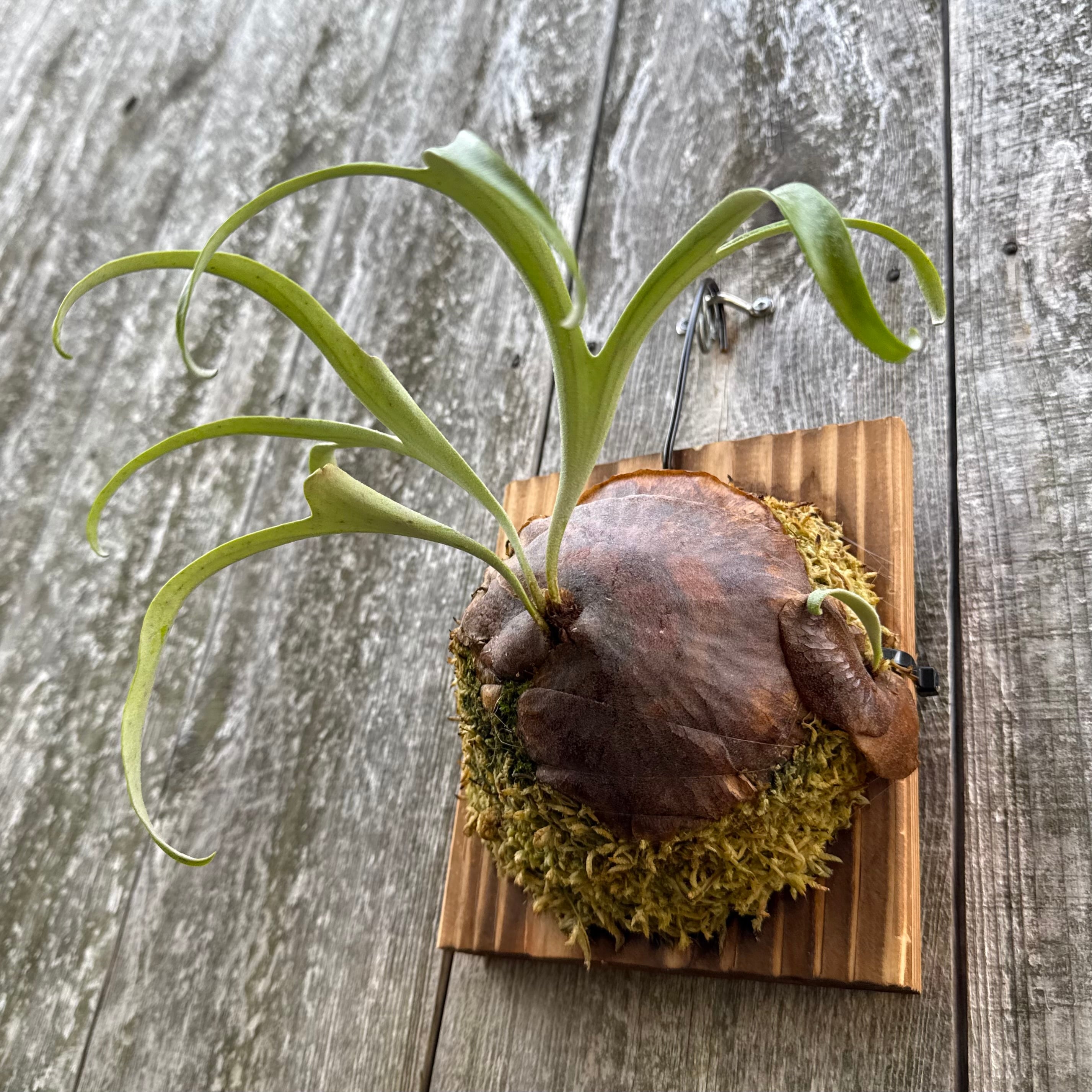 P. alcicorne dwarf | naturefix
