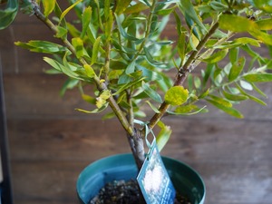 【現物】リューコスペルマム "スカーレットリボン"　