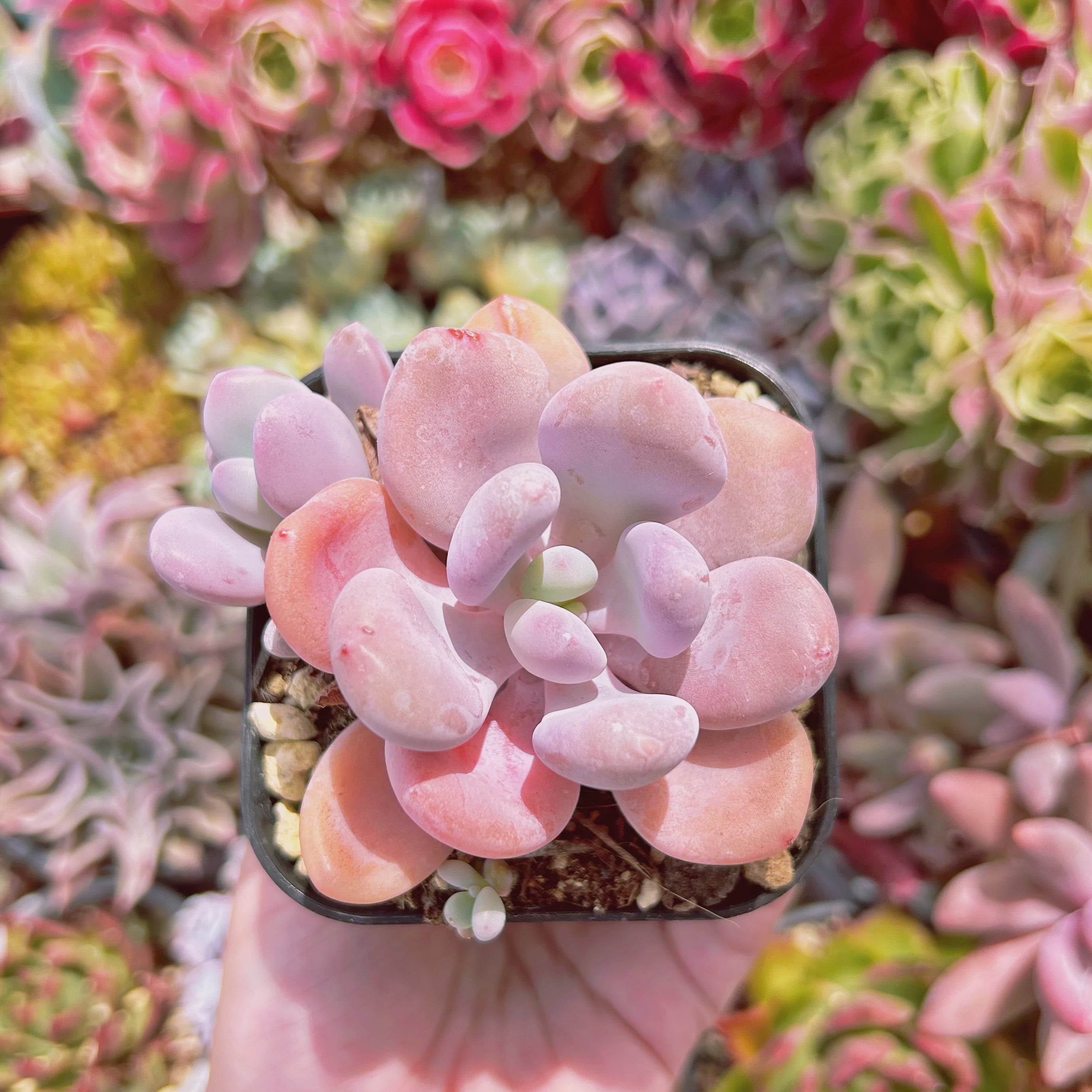 #1174現物　多肉植物　ピンクシフォン　