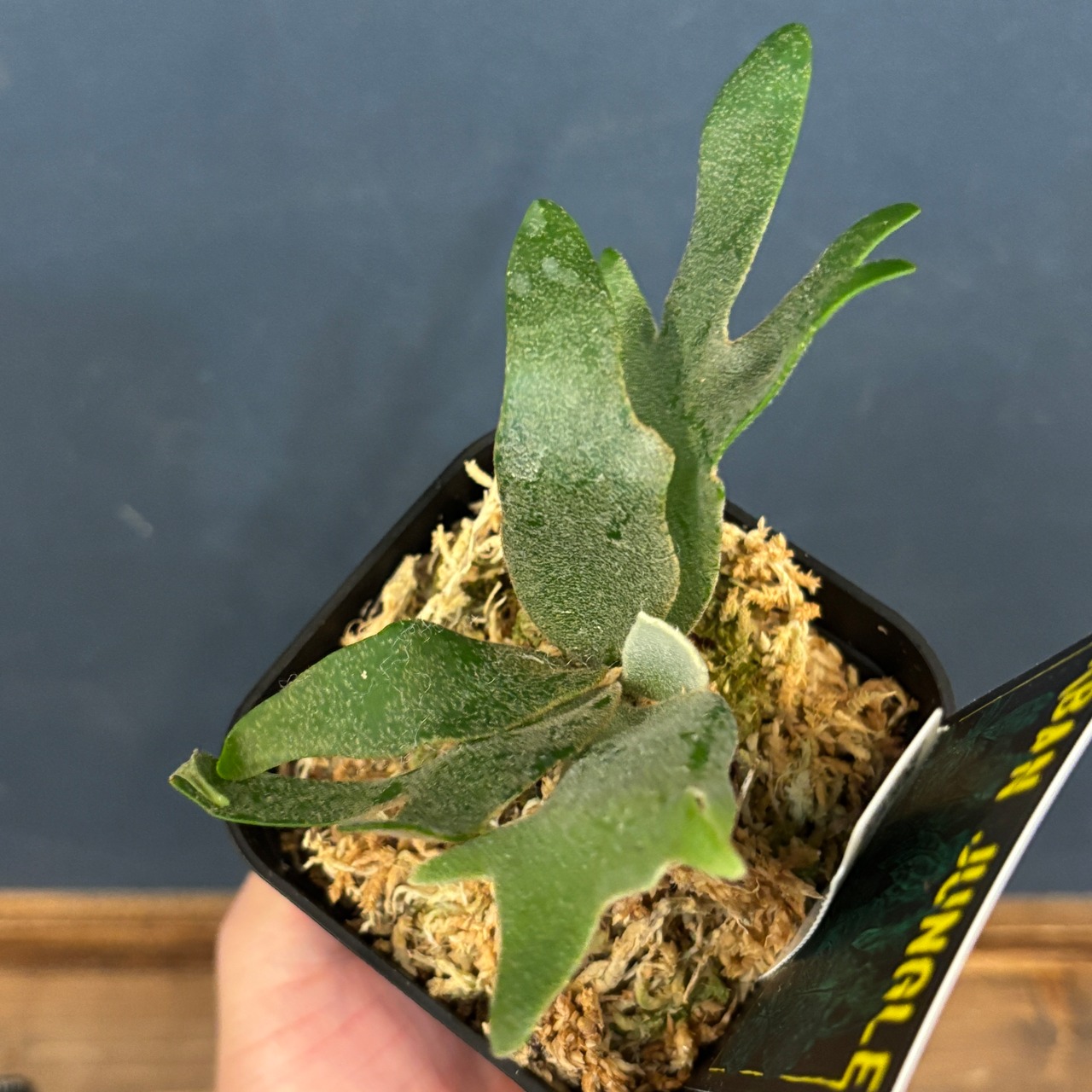 ビカクシダ イエロームーン ドワーフ spore TC (P.willinckii 'yellowmoon dwarf' spore  TC)【654】