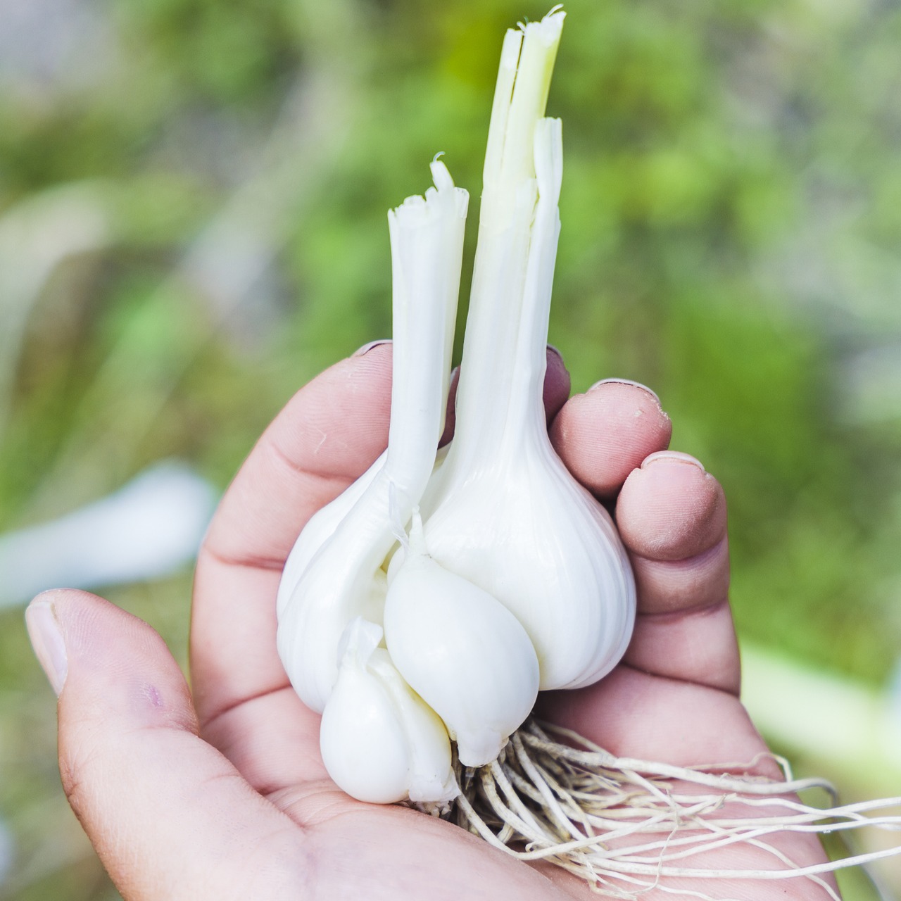 にんにく500g(農薬・化学肥料・除草剤不使用)