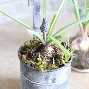 ハイゴケ　パック入り　球根アレンジにオススメ　寄せ植えの足元　苔玉　コケテラリューム　シャビースタイル