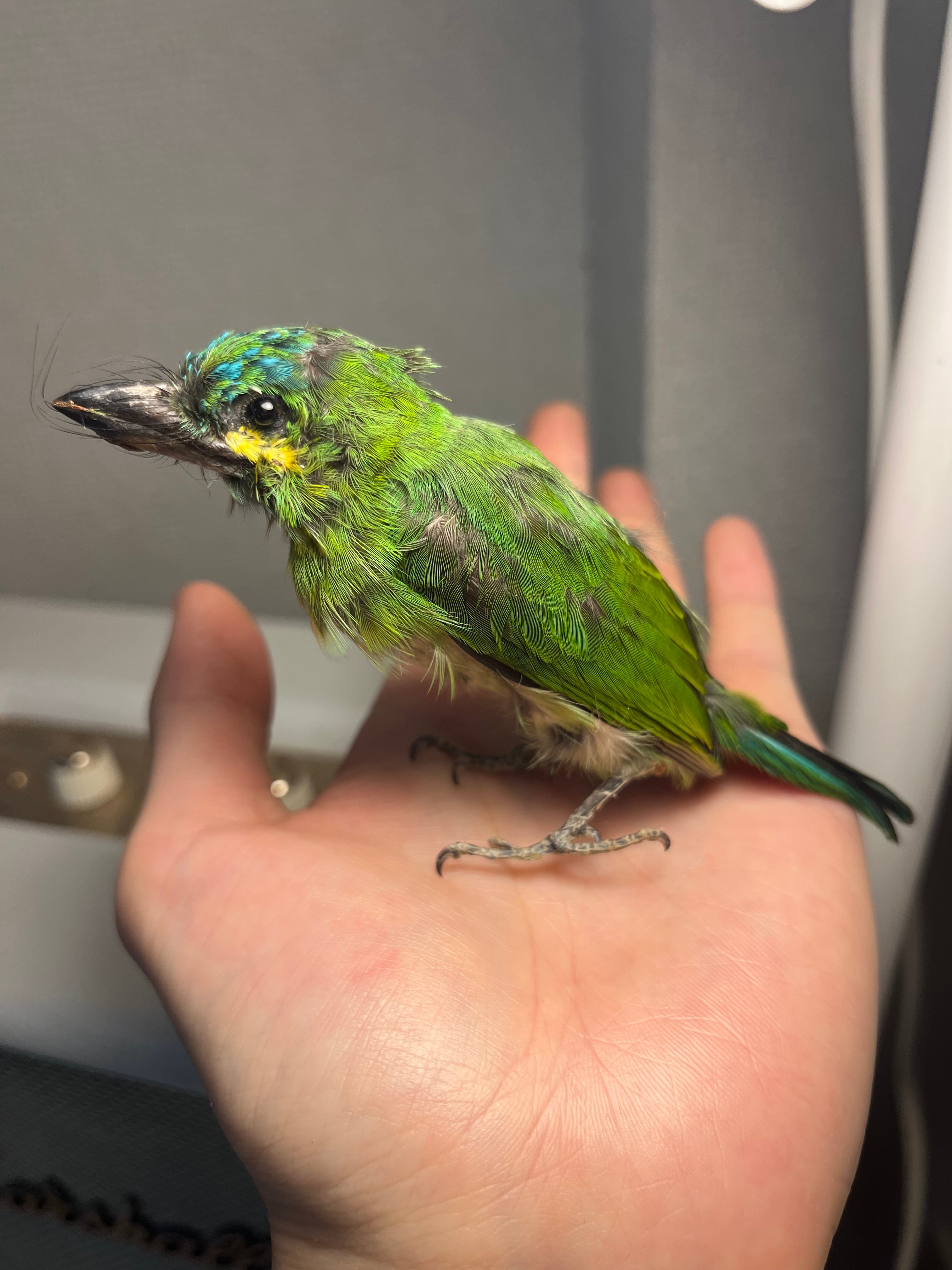 鳥剥製】ヒメコノハドリ Common Iora 鳥 木彫り 野鳥 置物 インテリア