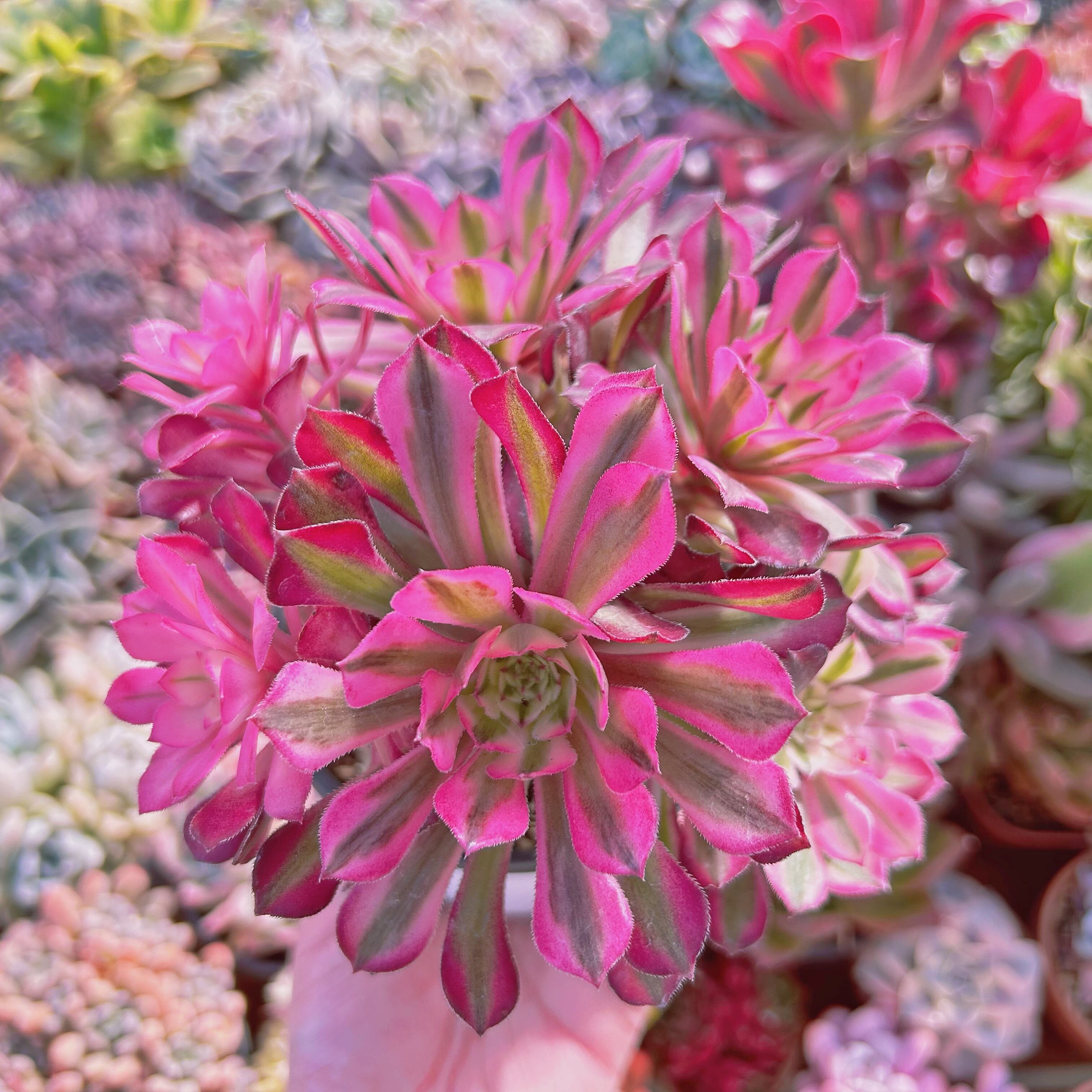 #784現物　多肉植物　Aeonium   ブラックチェリー　特大　抜き苗