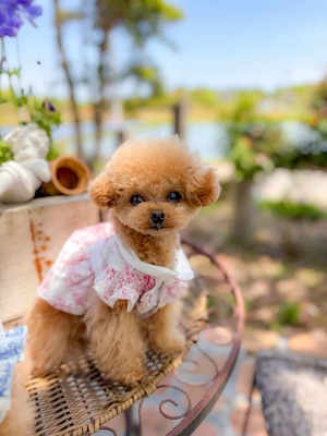 Toile de Jouy Dress – Rose Red