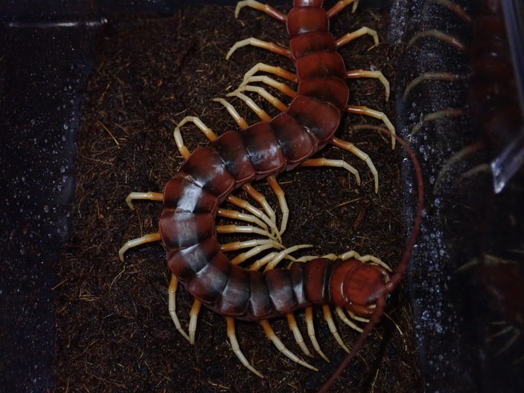 Centipede ムカデ | Bebe Rep. 奇蟲部門