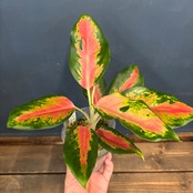 アグラオネマ ラッキーエンジェル【1051】