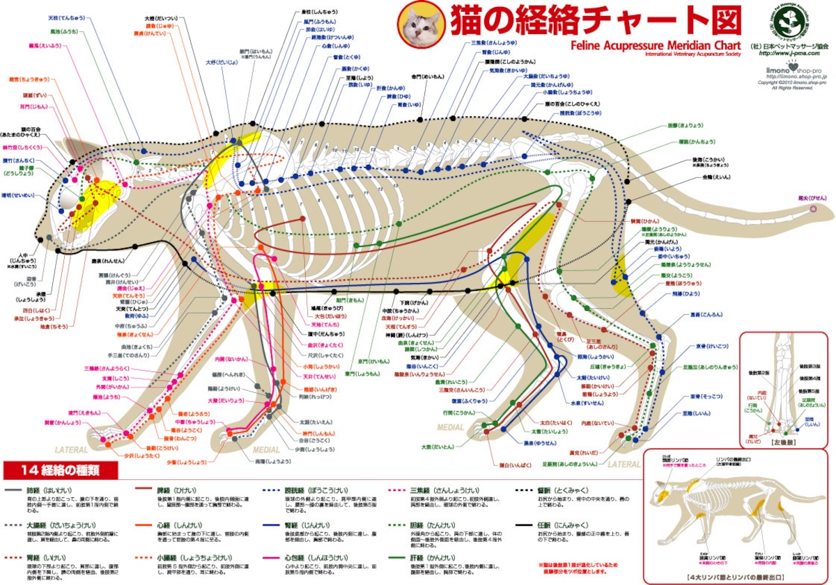 猫 ツボ 図解