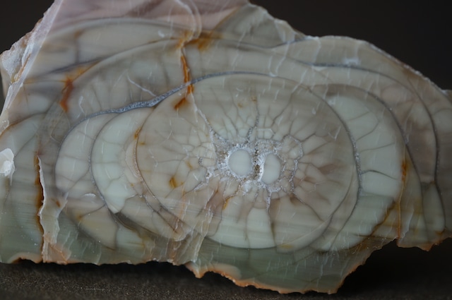 ロイヤルインペリアルジャスパー Royal Imperial Jasper 1964