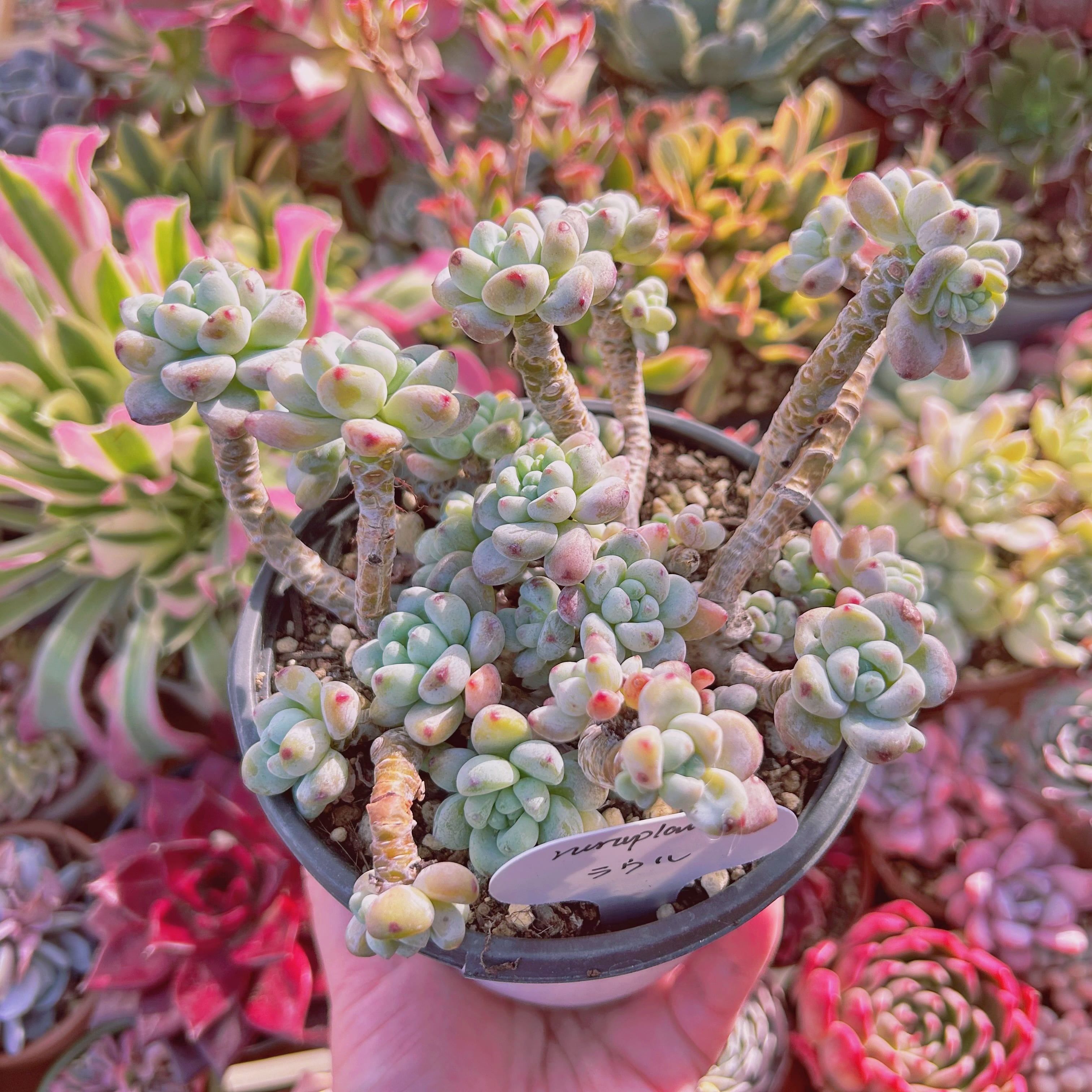 現物 多肉植物 Sedum ラウル 特大群生 | るる農園~多肉植物専門