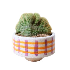 金晃丸（綴化）