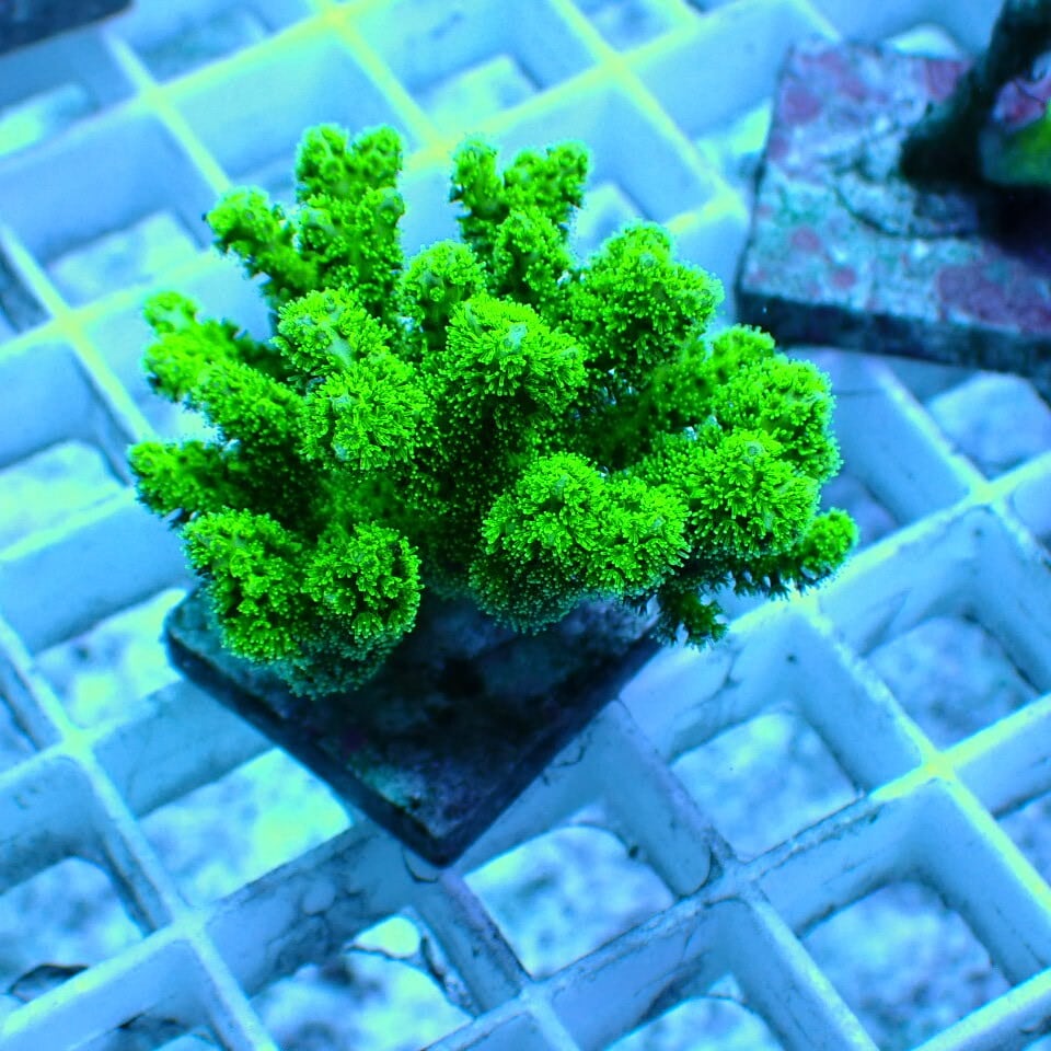 ミドリイシ | HOUSE REEF(ハウスリーフ)サンゴ・海水魚・海藻・通販