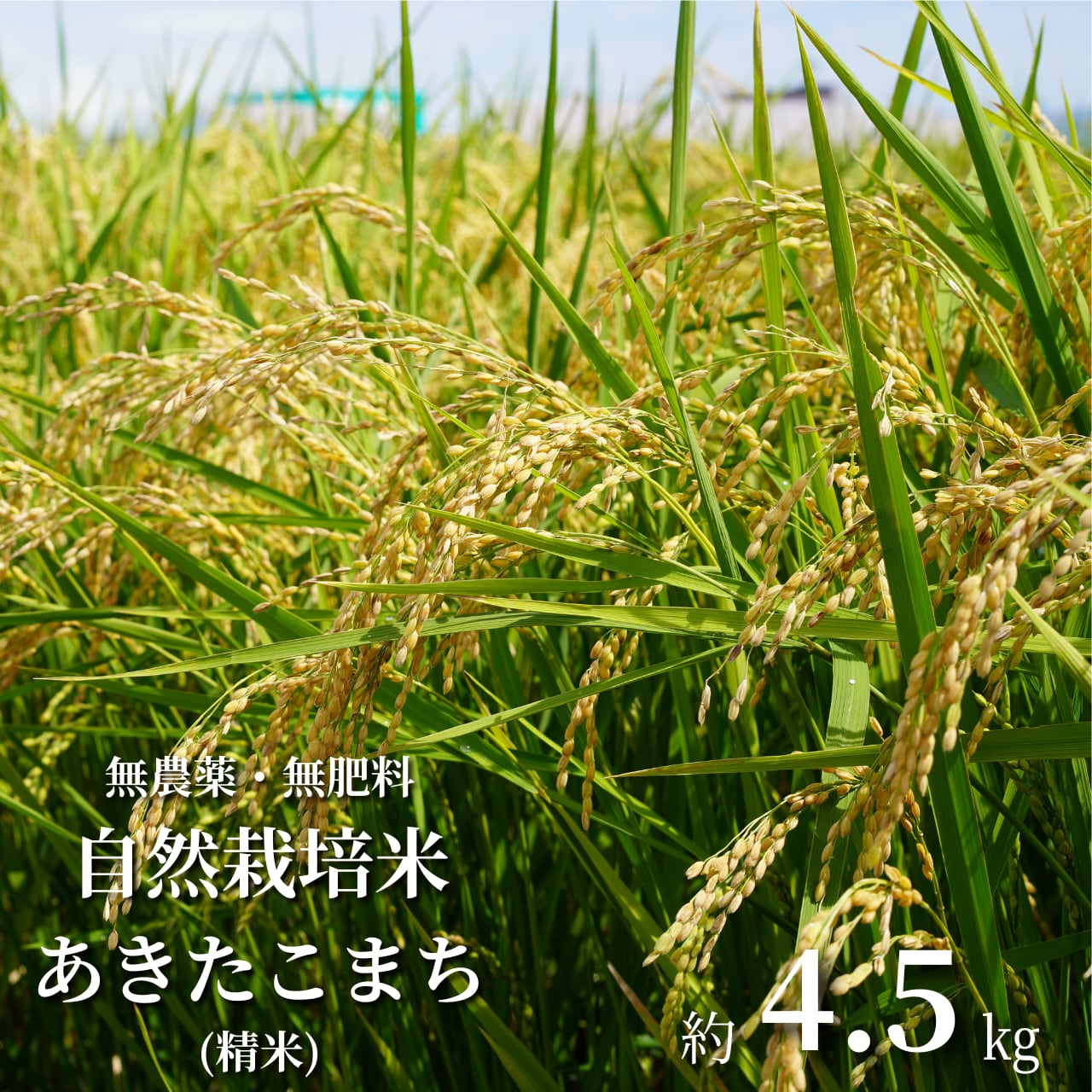 1円〜】秋田産 美郷錦 10kg｜※小粒・訳あり｜通常栽培 3