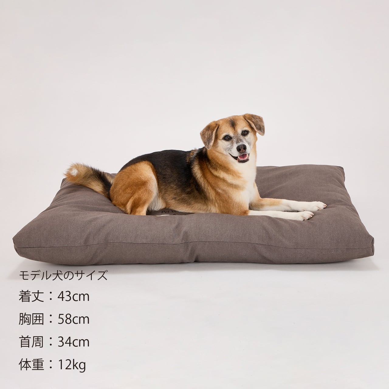 COZY BED コージーベッド | MANDARINE BROTHERS マンダリンブラザーズ