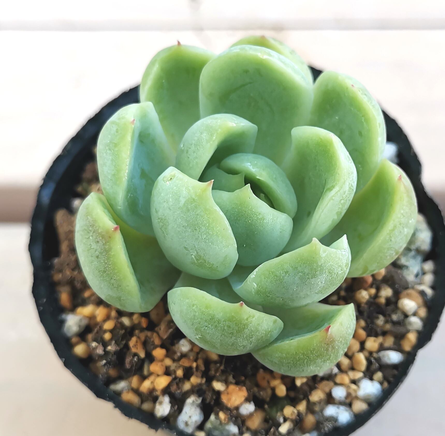 57#多肉植物❤️アエオニウム錦❤️朱雀錦❤️1大頭19小頭28cm拔き苗 57#多肉植物❤️アエオニウム錦❤️朱雀錦❤️1大頭19小頭28cm