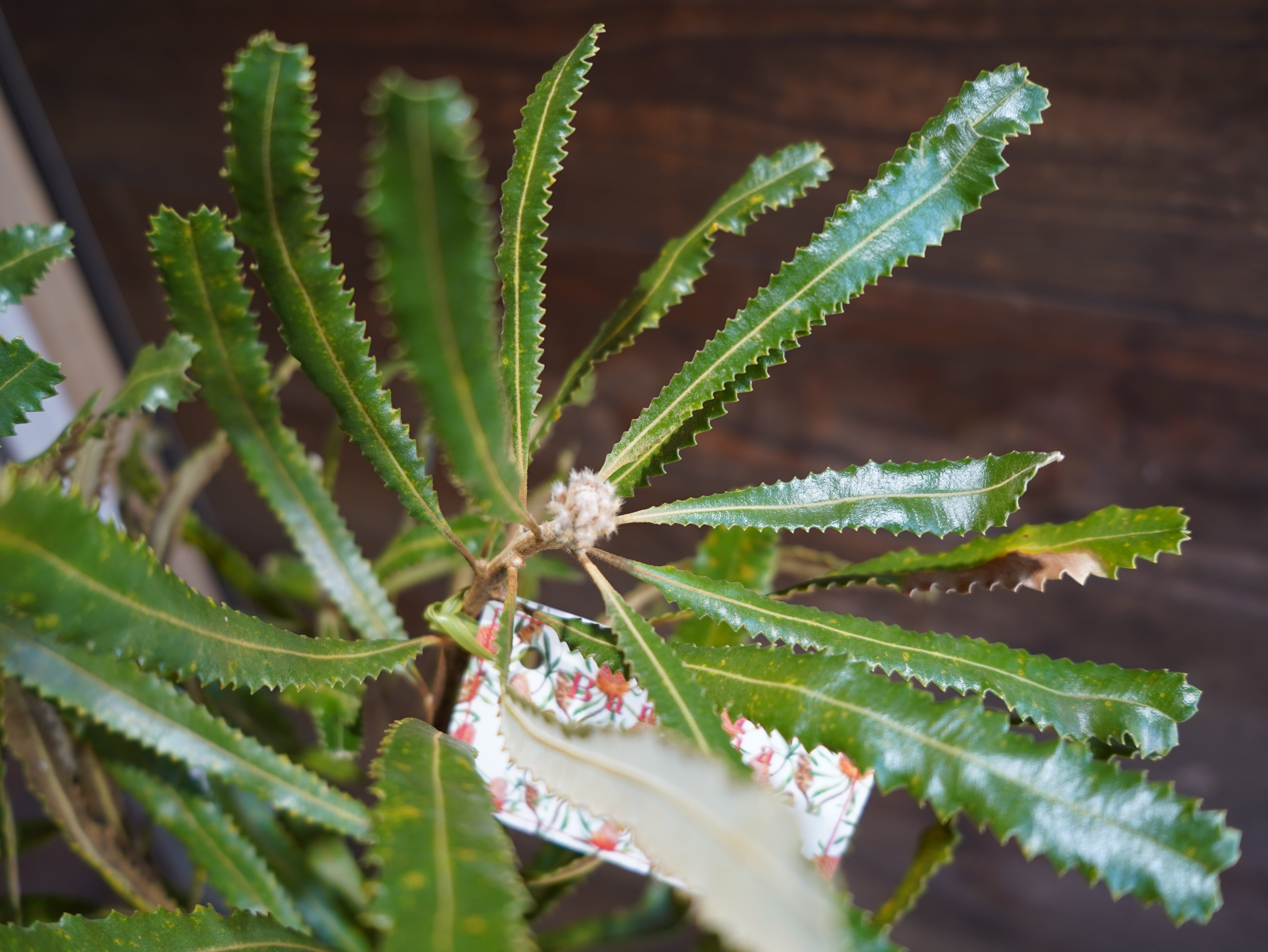 【現物】バンクシア　”バーデッティ”　C