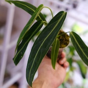 アンスリウム ワロクアーナム / Anthurium Warocqueanum㉖ / 観葉植物<育て方・花言葉>