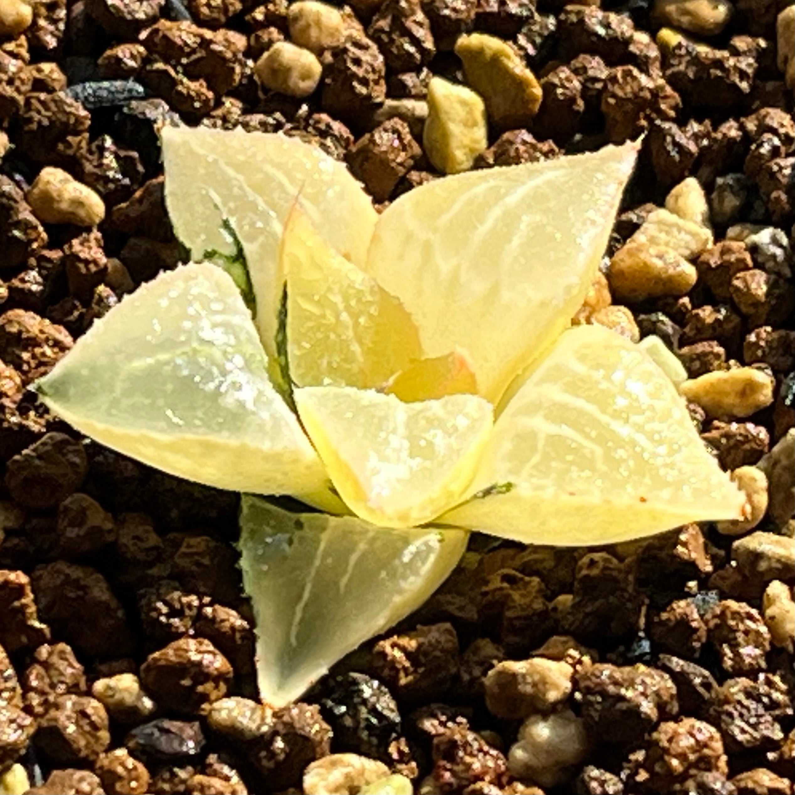 ハオルチア 酒呑童子錦 | mocono_plants