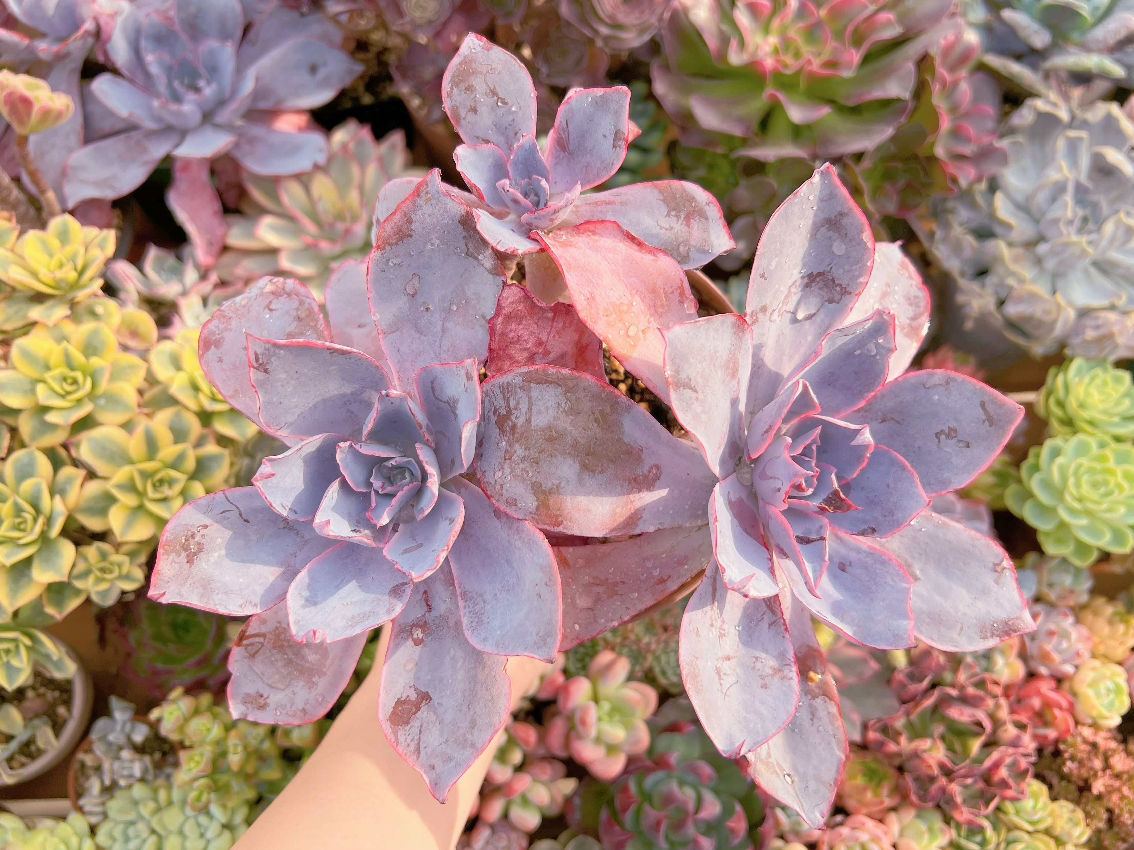 現品　アフターグロー#A11　特大群生　るる農園