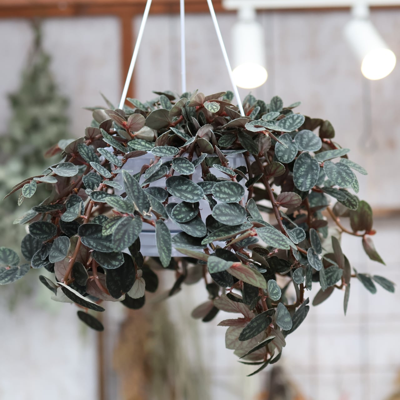 382 神秘的なリーフプランツ『ペリオニア・プルクラ』観葉植物 【送料