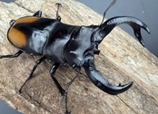 【WD】《セアカフタマタ(パリーフタマタ) 80.5mm ペア》