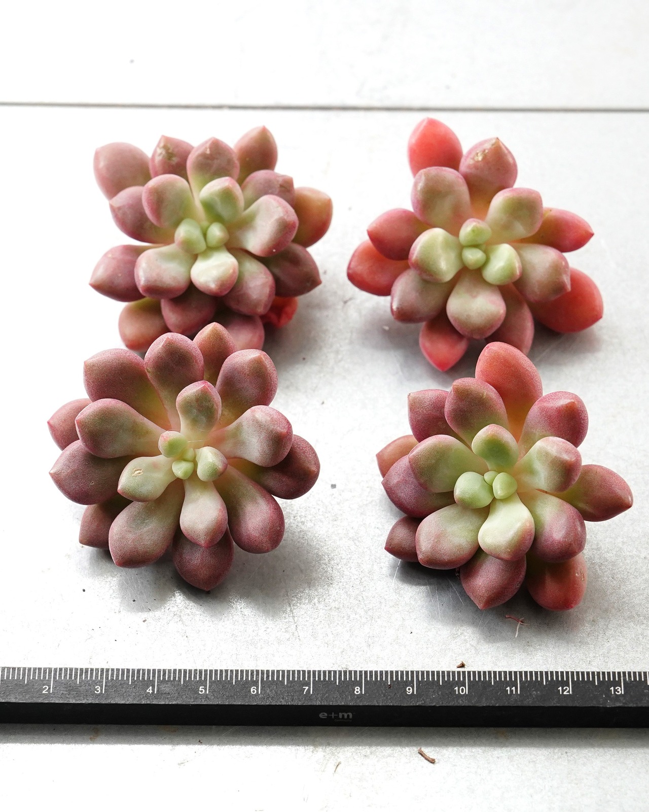 一部発根済カット苗 ブルーダイヤモンド M Echeveria 'Blue Diamond'
