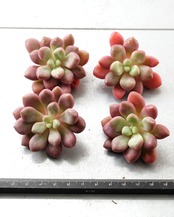 一部発根済カット苗 ブルーダイヤモンド M Echeveria 'Blue Diamond'