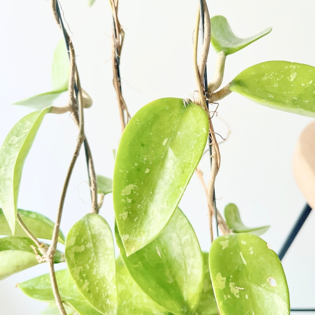 希少品種ホヤコレクション：Hoya pottsii ‘Silver’（ホヤ・ポッツィー ‘シルバー’）｜太陽園芸 × calm cafe