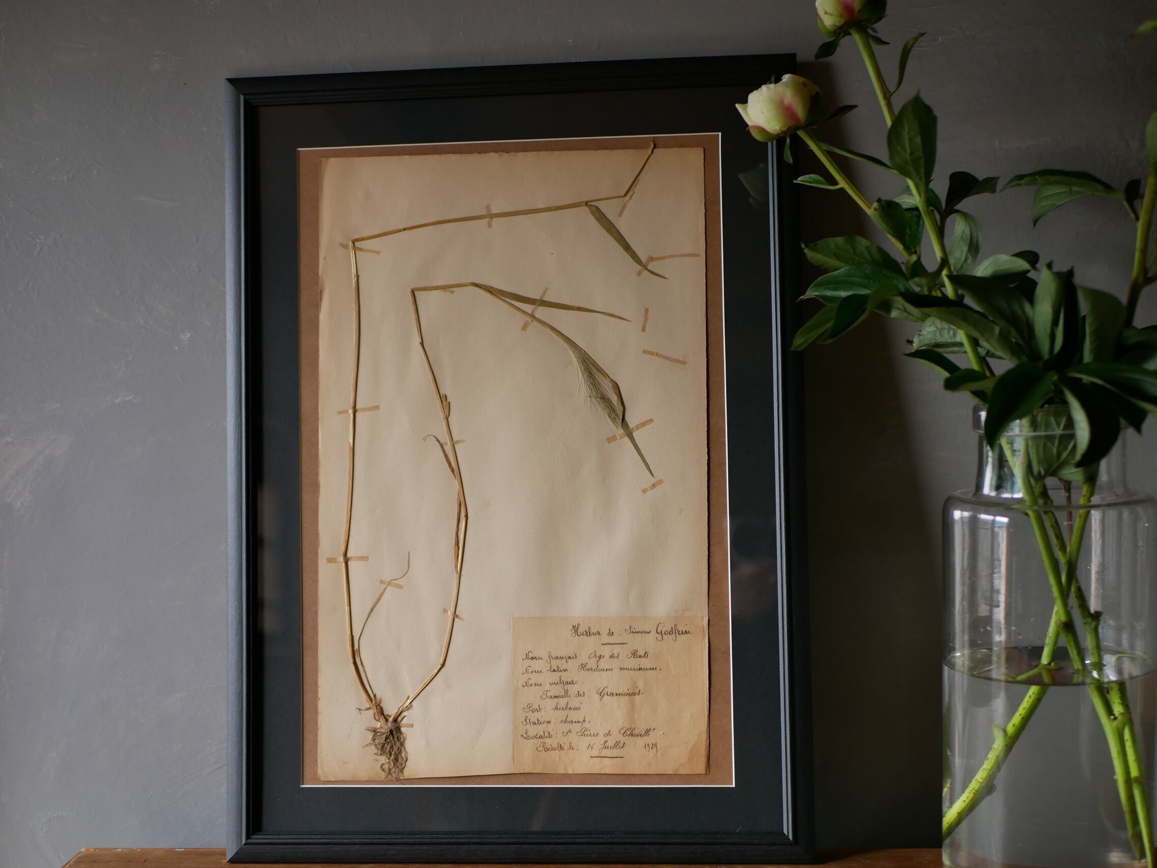 植物標本 フランスアンティーク no.7 | フランス アンティーク mamantique
