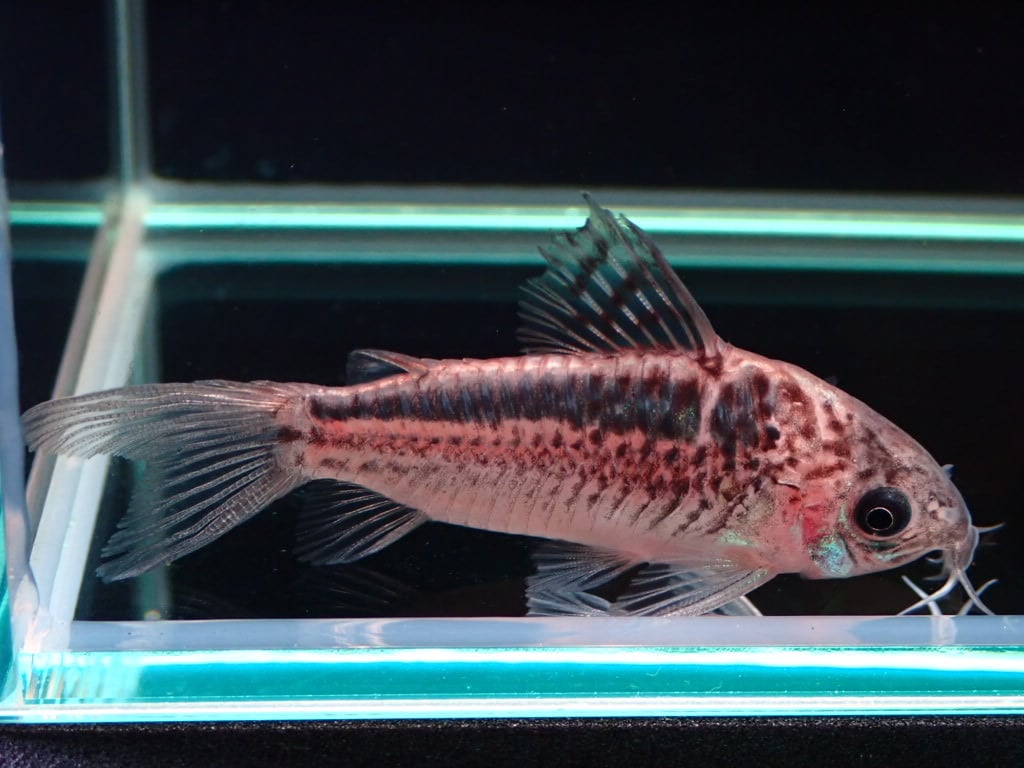 コリドラス エレガンス