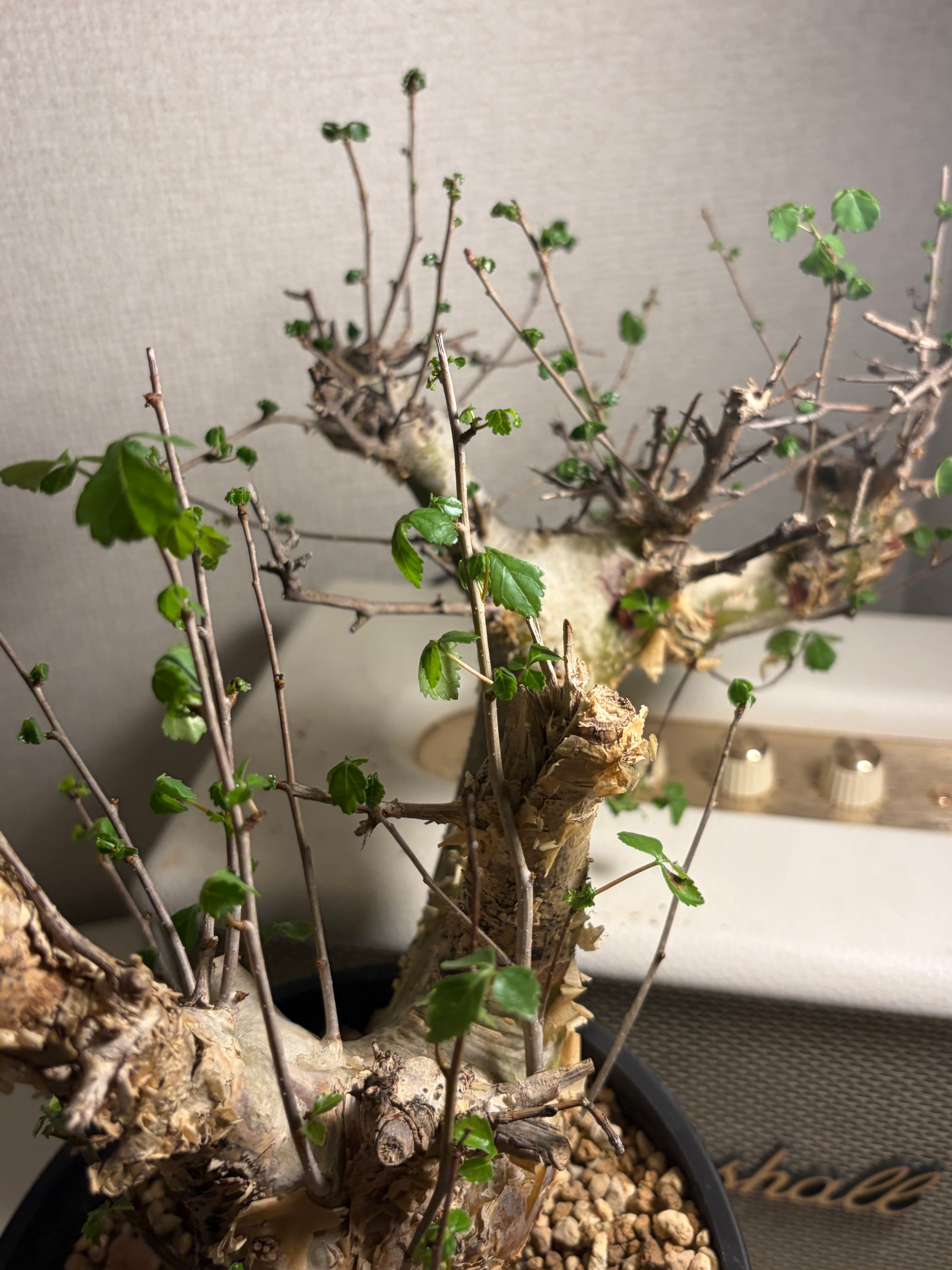 コミフォラ シクロフィラ 塊根植物 エイル アフリカーナ