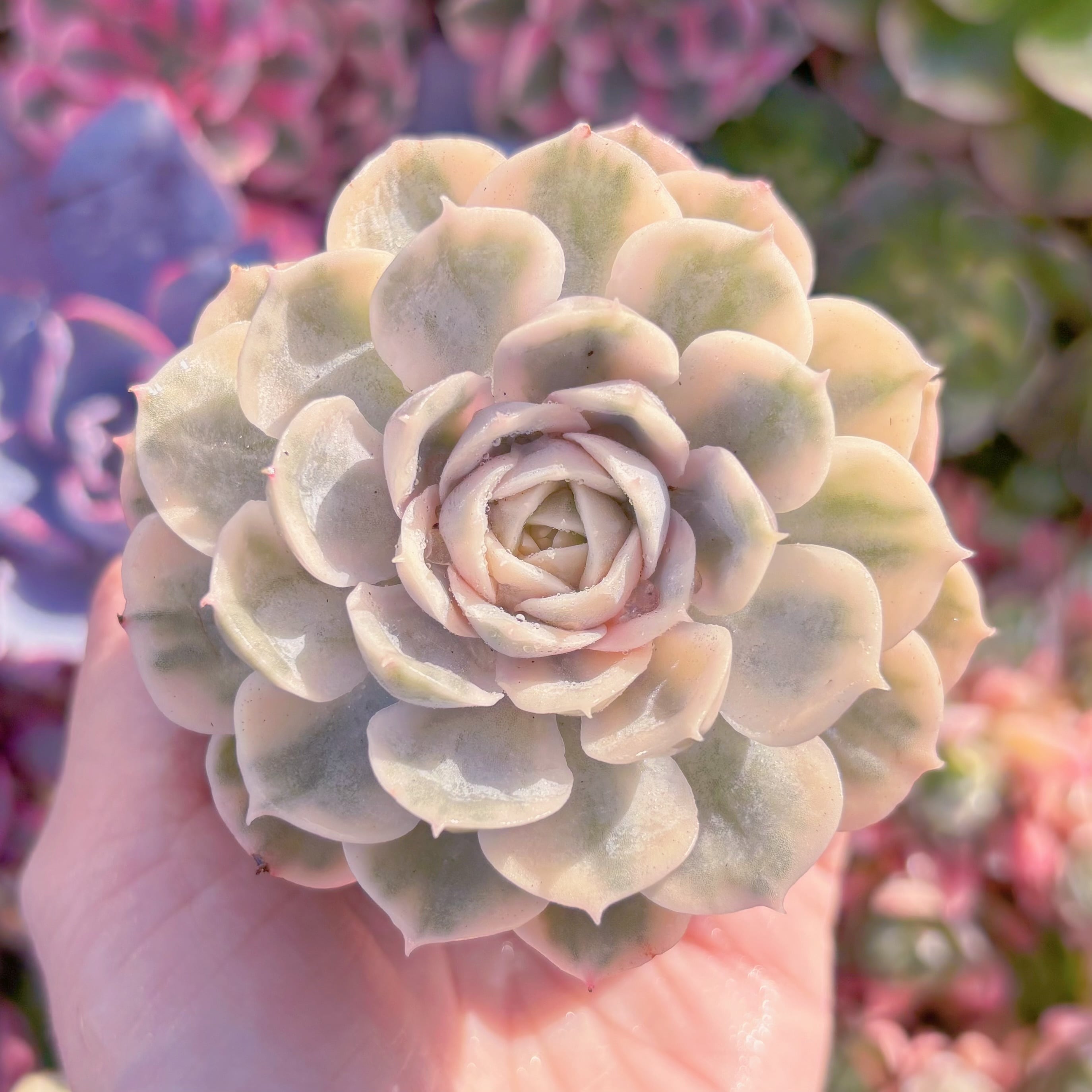 現品　オンスロー錦#796　　るる農園