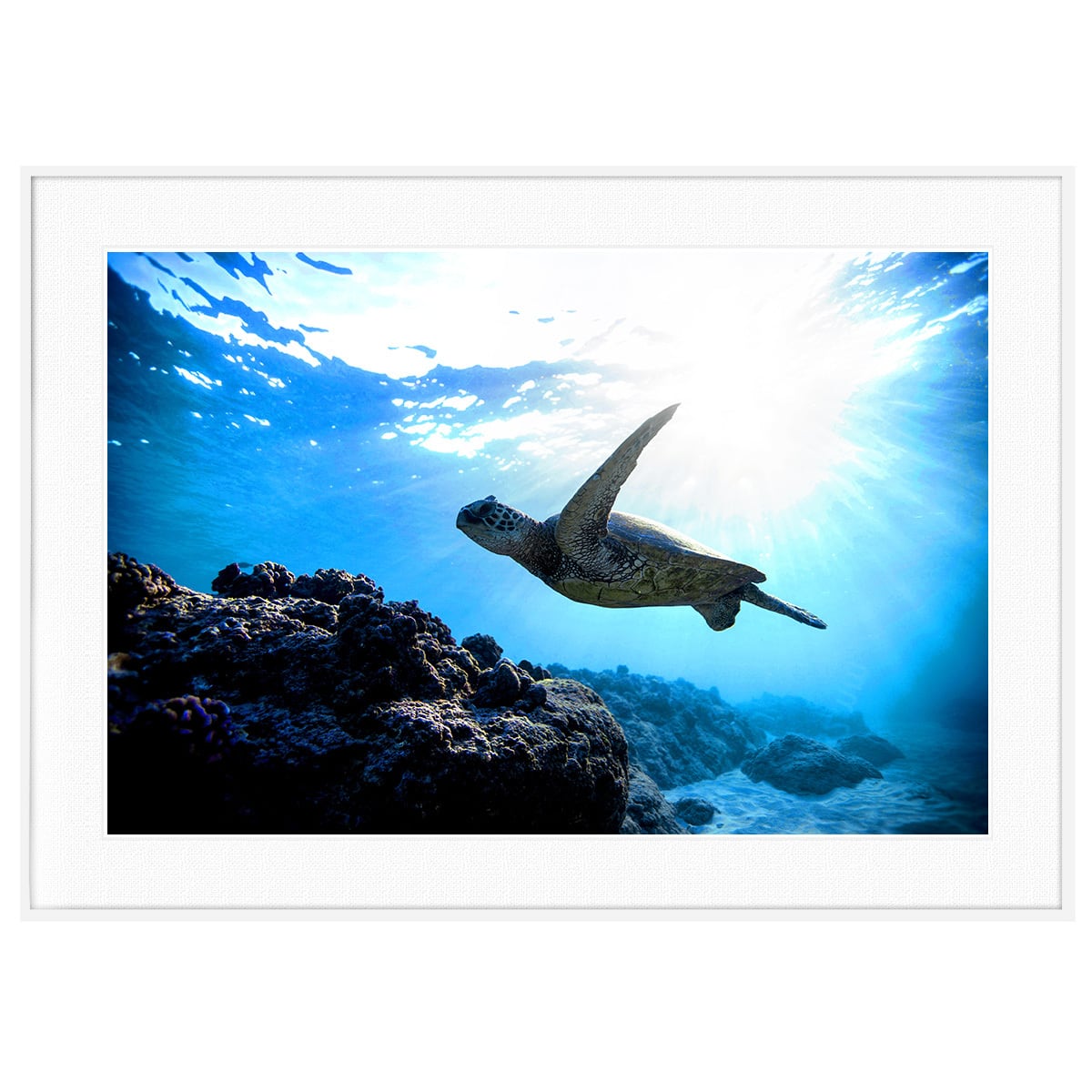 夏写真 ウミガメ インテリアアートポスター額装 AS3753 | インテリア