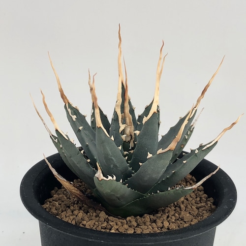 Agave utahensis eborispina