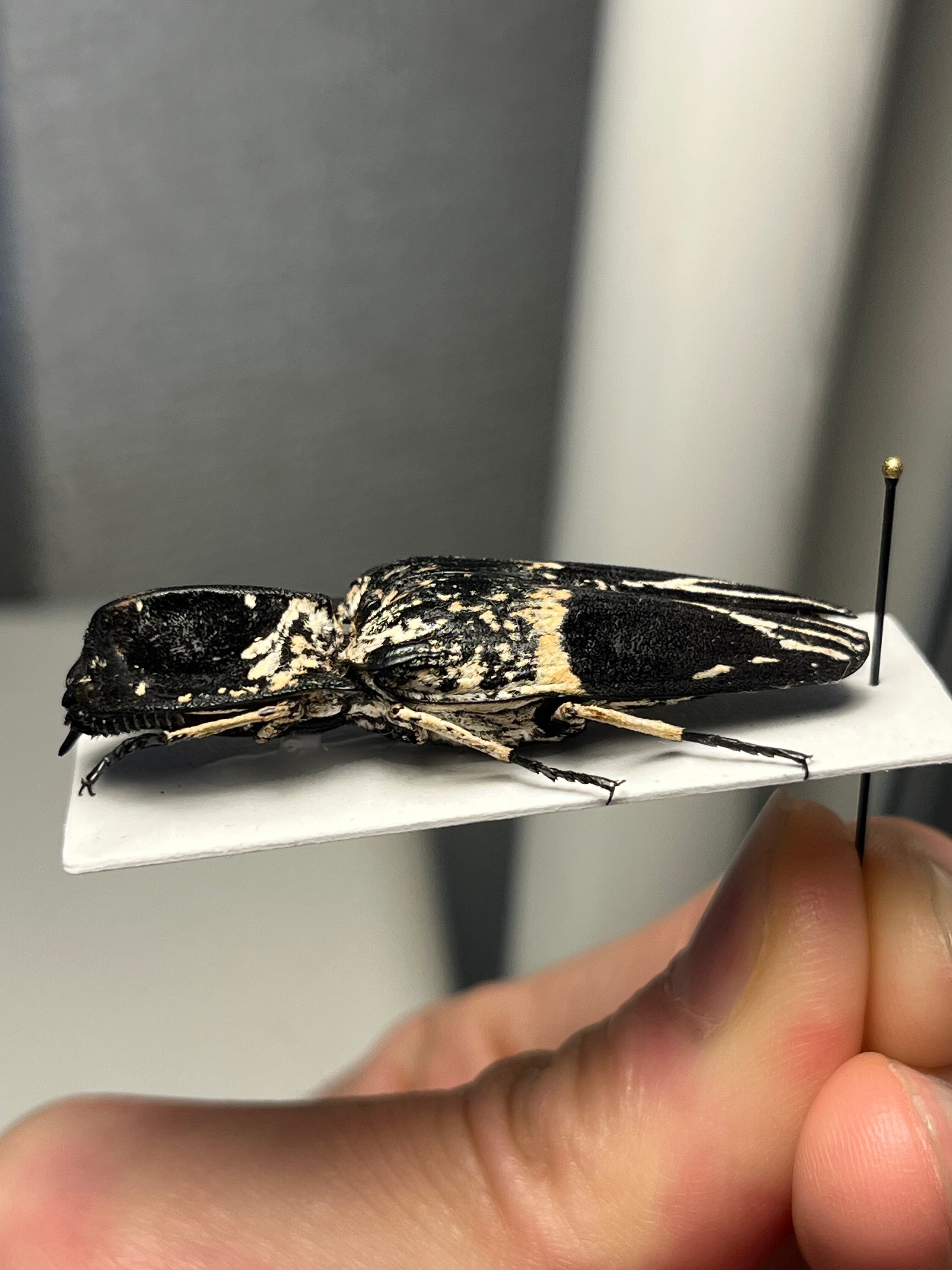 極BIG】Lycus sp.コメツキムシ 45mmコガネムシゾウムシタマムシ