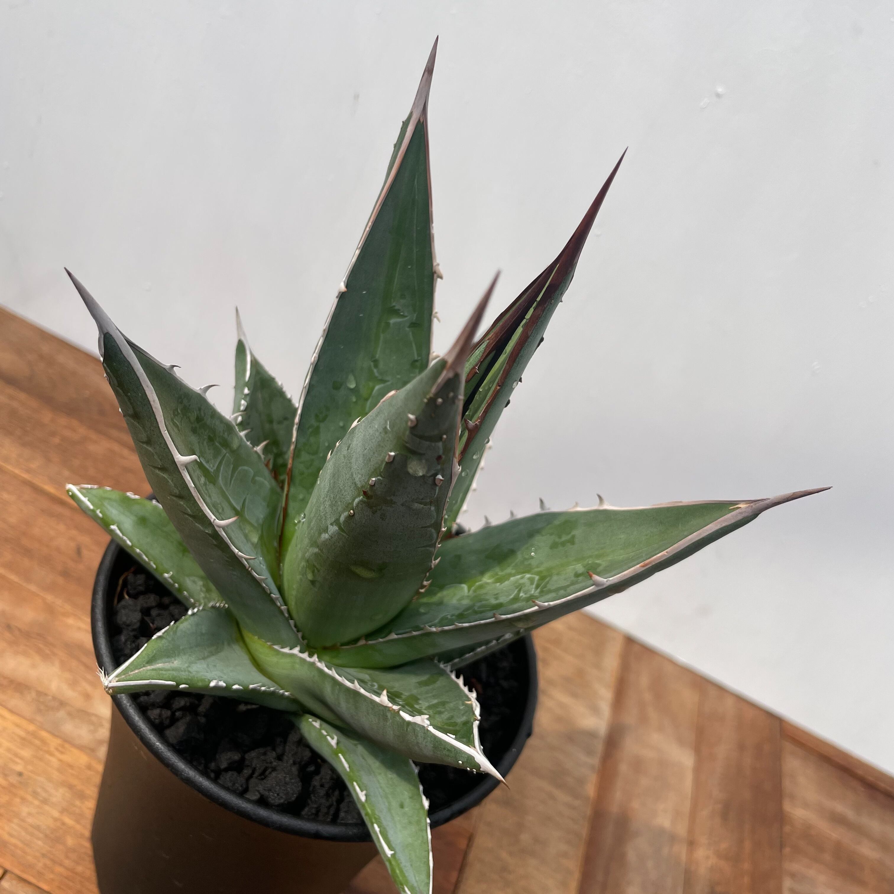 Agave purpusorum【アガベ・パープソラム・帝釈天】 | RIMO'S GREEN