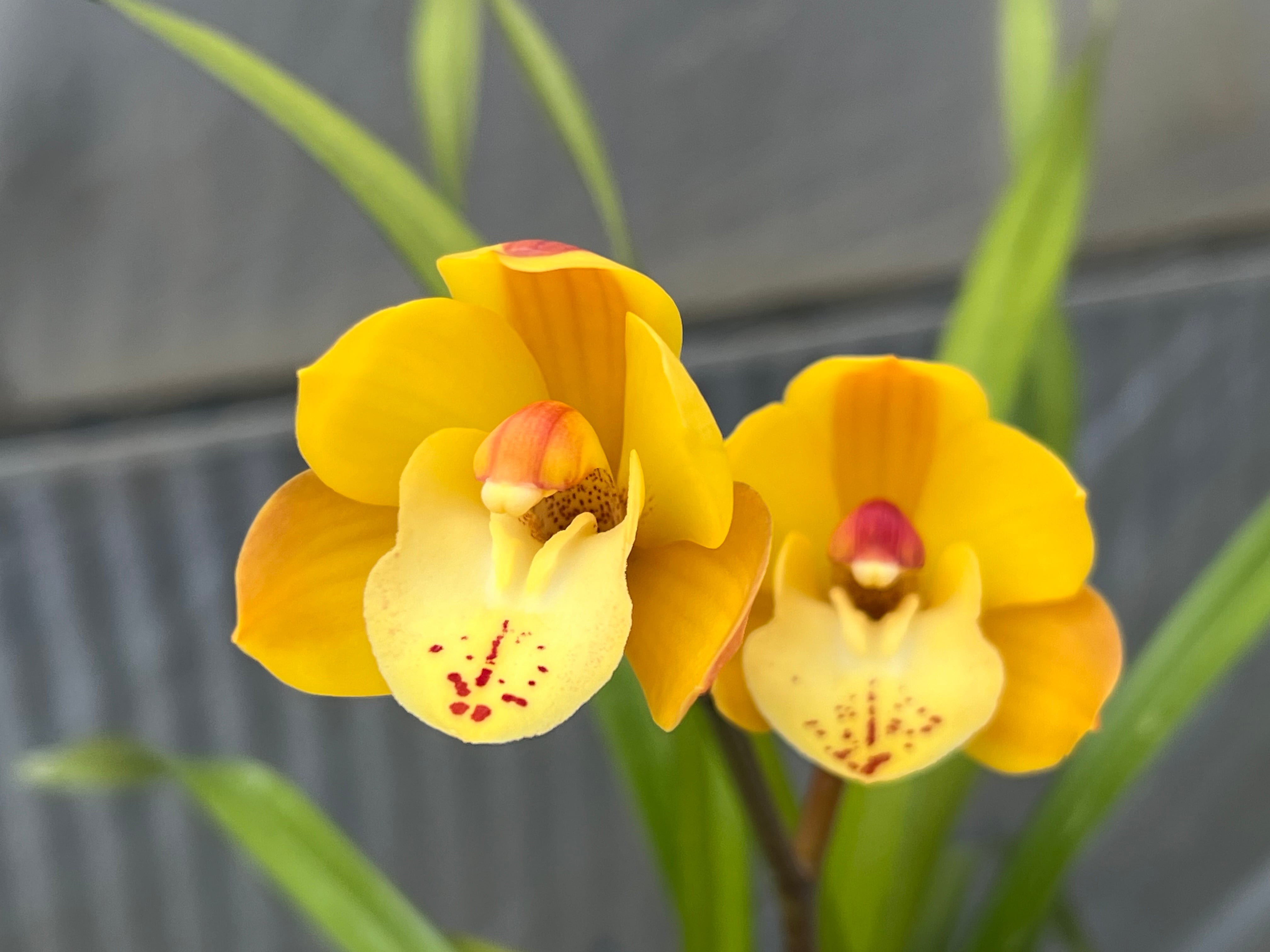 しんびすとのらん屋さんBASE【シンビジューム / シンビジウム専門店】