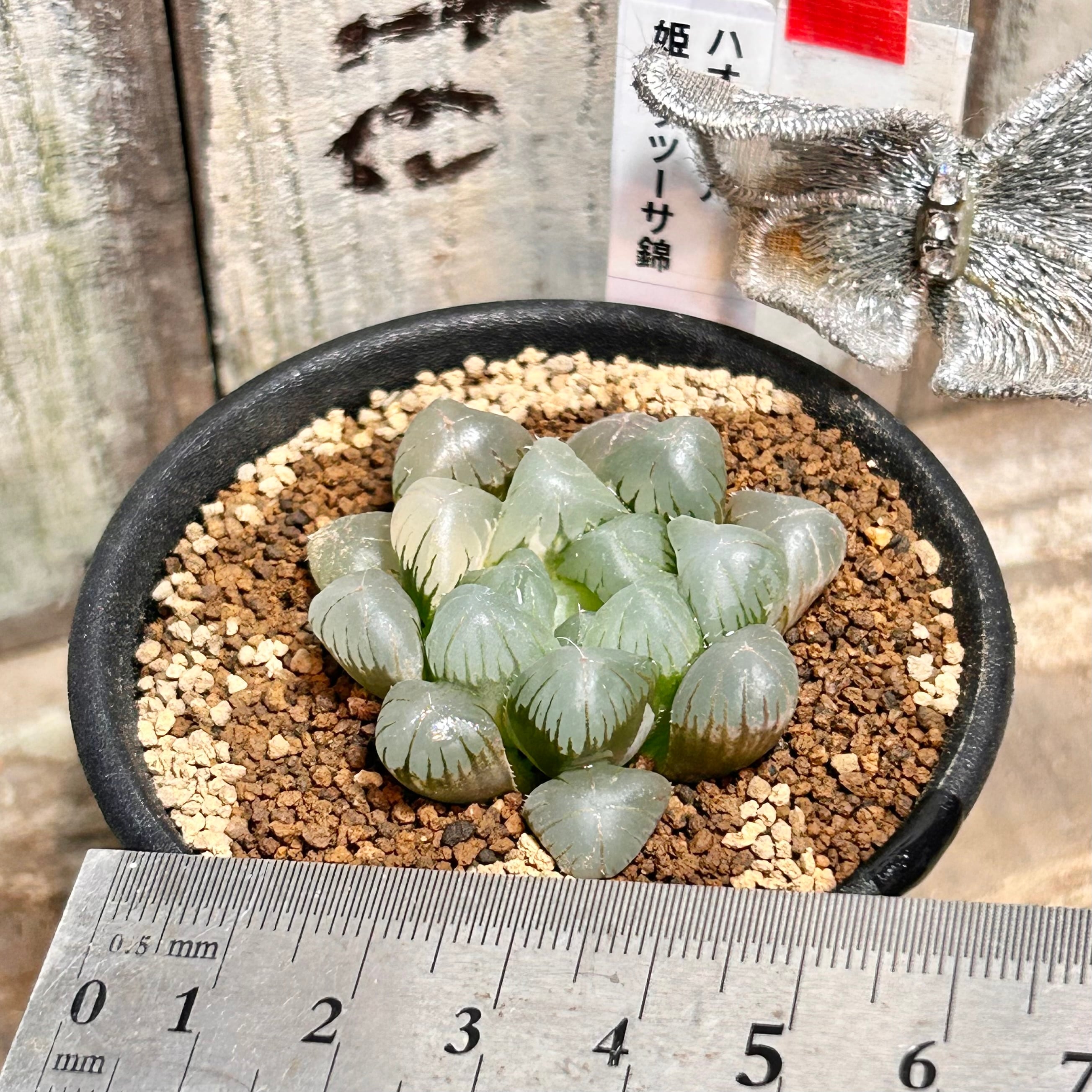 23a 多肉植物 ハオルチア　姫オブツーサ錦糊斑　自家繁殖　鉢植え発送 T) 姫オブツーサ錦 ハオルチア | RuPo 多肉植物専門店