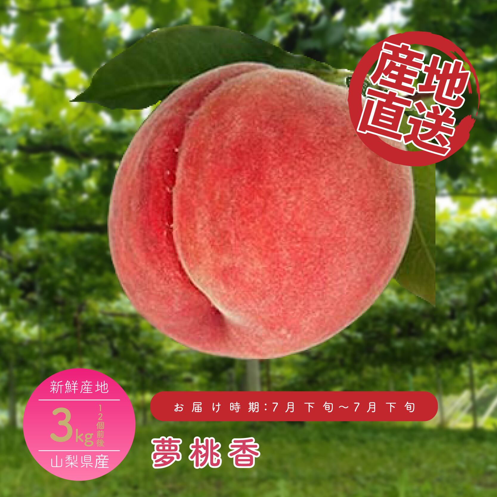 山梨県産　魅惑の夢桃香　EM酵母栽培　生産者直送！　2kg箱 瑞々しく滴る夢桃香】2026年7月上旬～発送🍑激レア桃【お中元