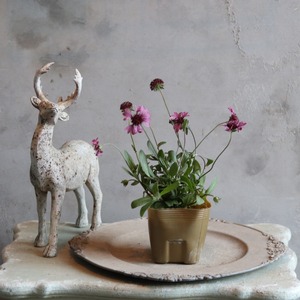 ガイラルディア　グレープセンセーション　お庭、花壇にオススメのお花　丈夫　お手入れ簡単　宿根草　　　