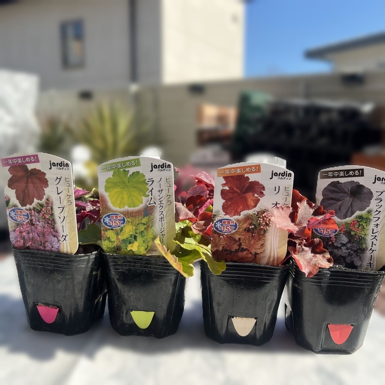 ヒューケラ Aセット 8種（3号ポット）ツボサンゴ 多年草 寄せ植え