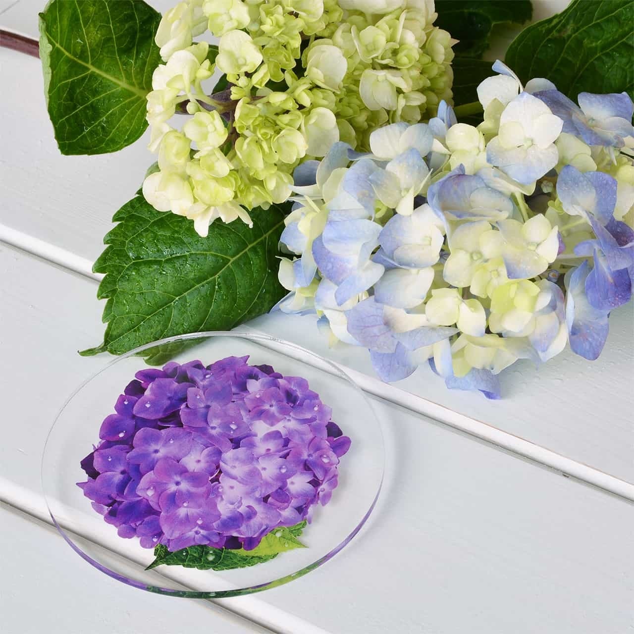 新生活 紫陽花のコースター