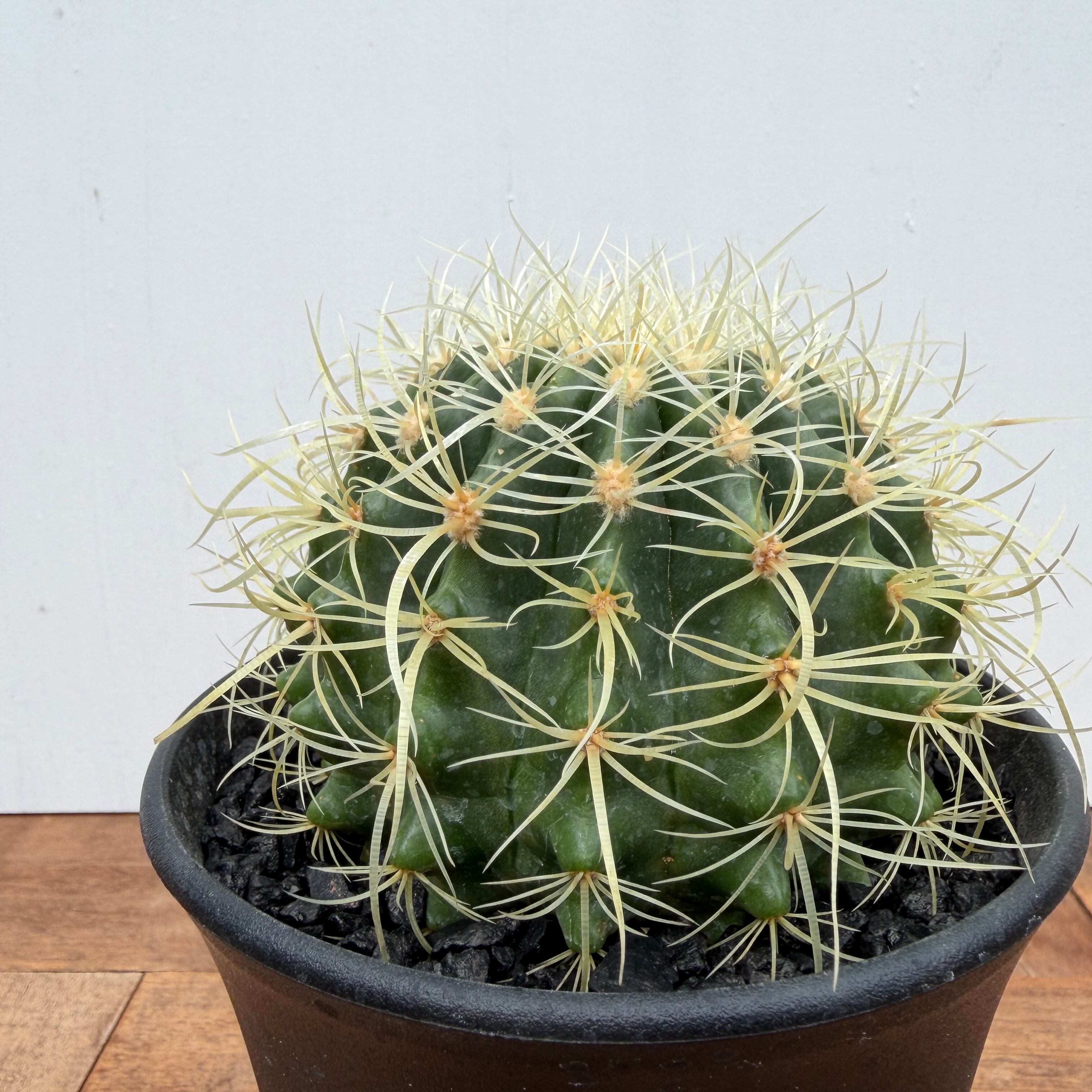 Echinocactus grusonii 【エキノカクタス・パーマネント金鯱