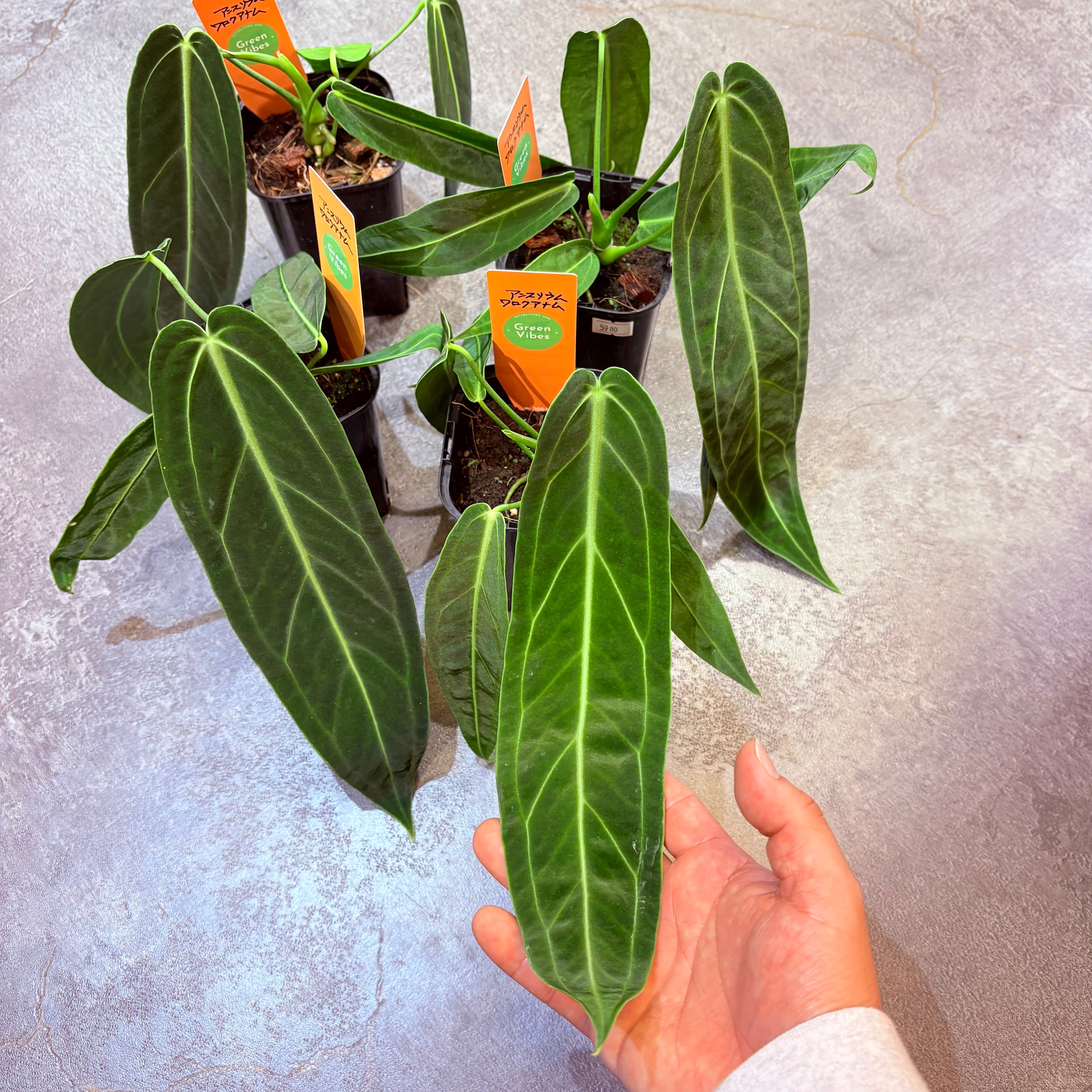 アンスリウム ワロクアナム 3.5号 | Green Vibes 宇都宮市の観葉植物専門店