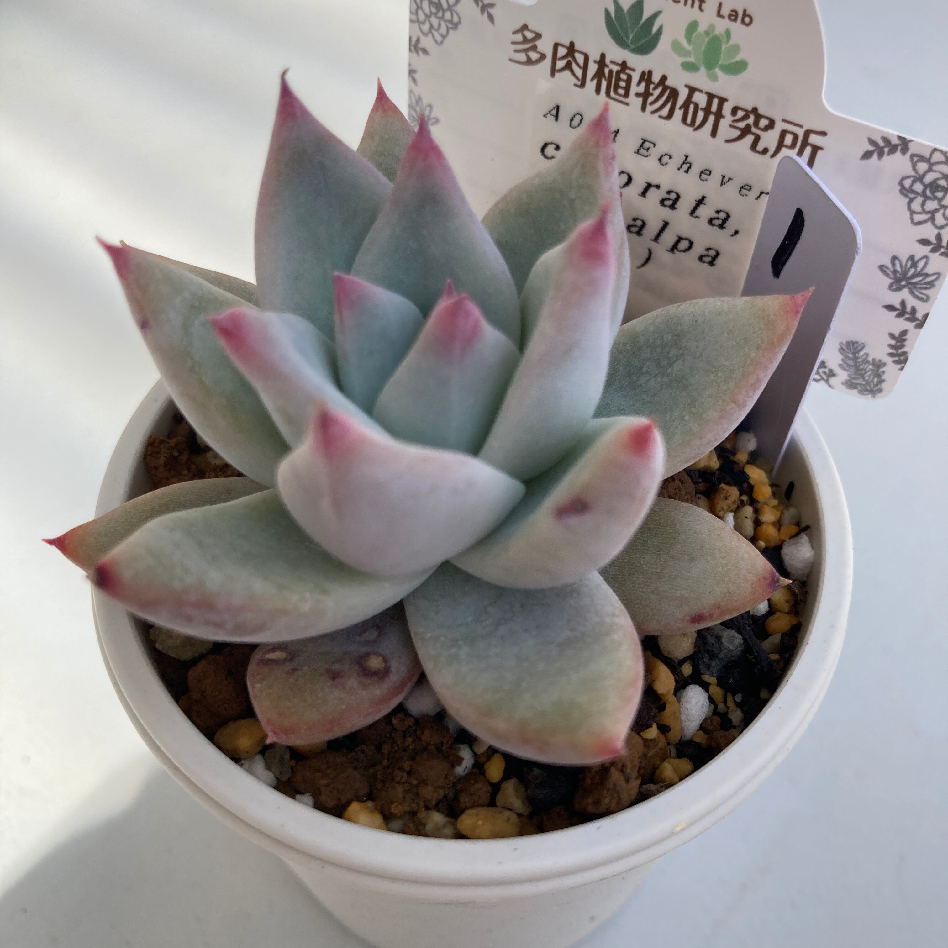 現物商品】ECHEVERIA colorata Tapalpa,Typ ① 原種 実生苗 | 多肉植物