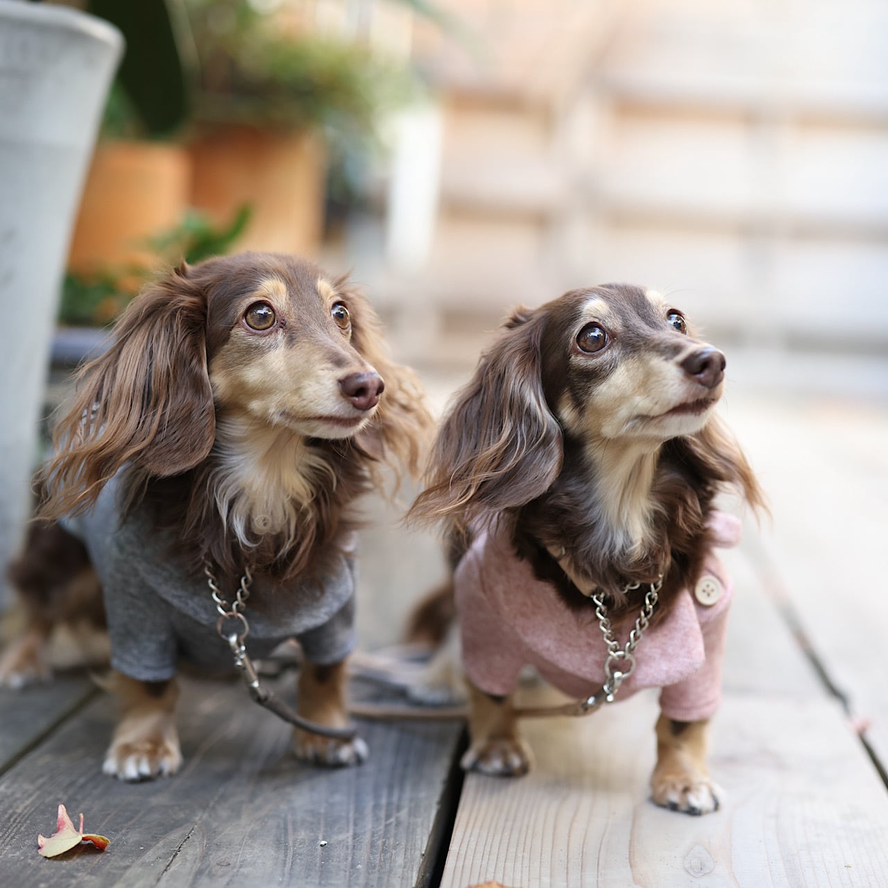 まるえり ニットカットソー