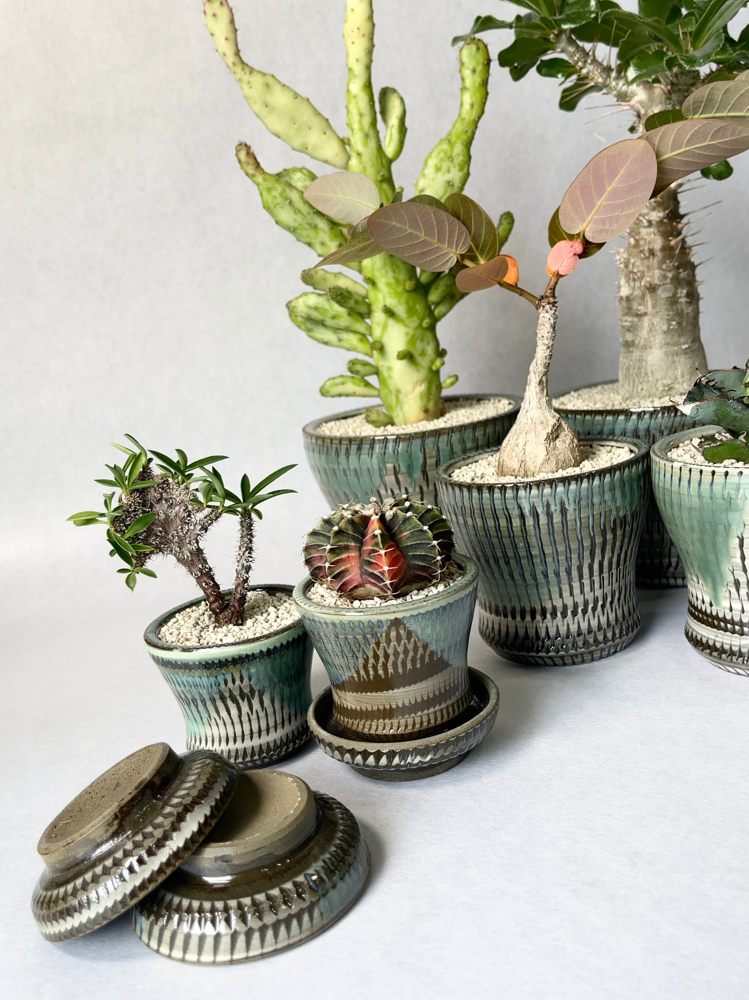 サンセベリア・タンザニアアルシャ | trigger