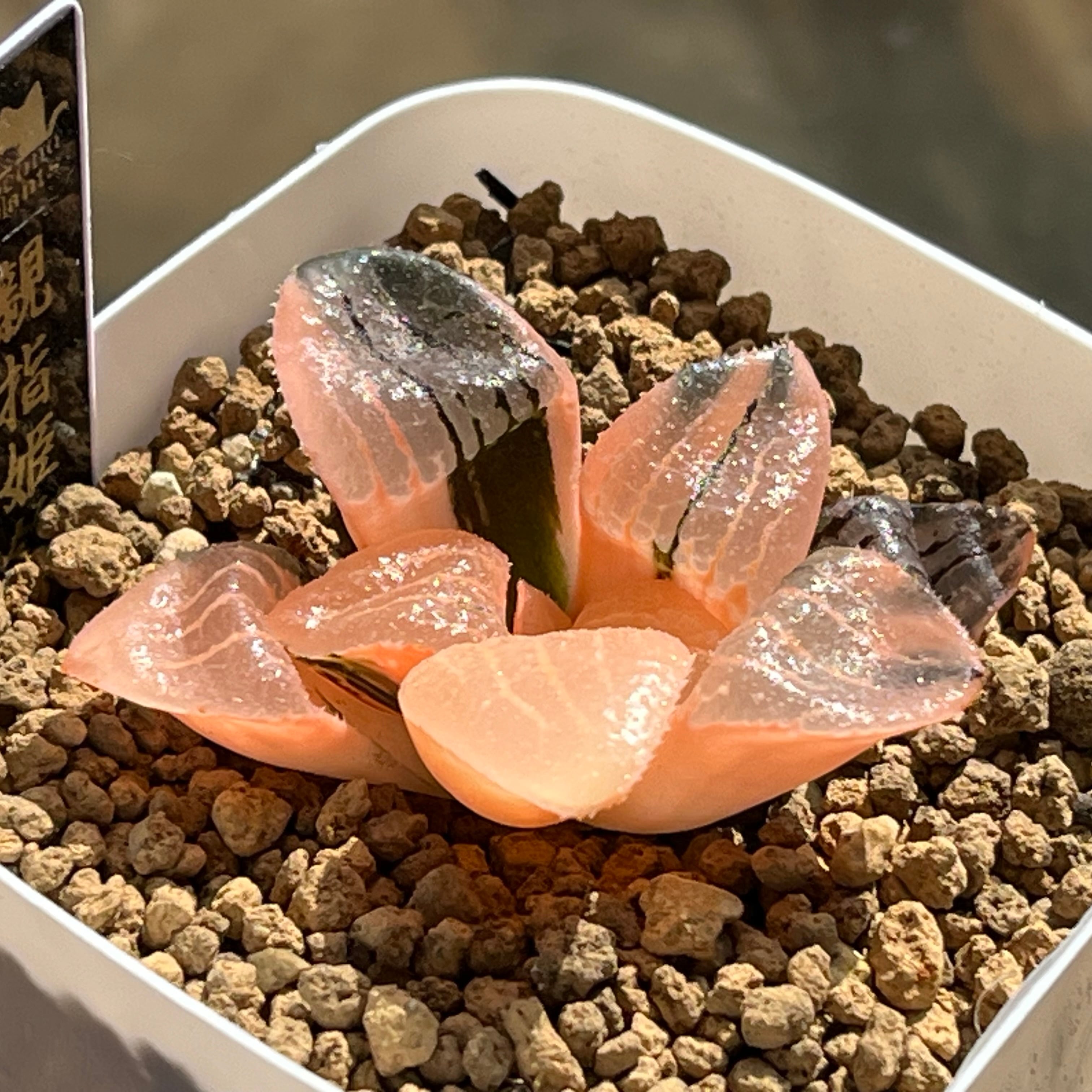 ハオルチア ドドソン紫オブツーサ錦×美の壺 実生 | mocono_plants